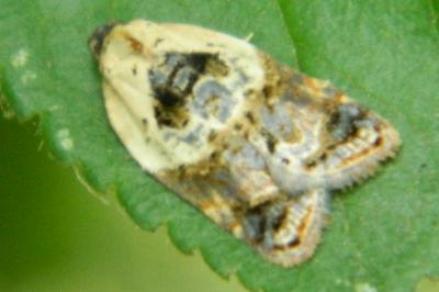<i>Acleris variegana</i>