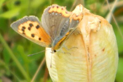 <i>Lycaena phlaeas</i>
