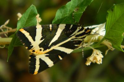 <i>Euplagia quadripunctaria</i>