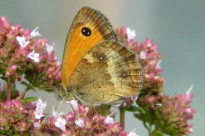 <i>Pyronia tithonus</i>