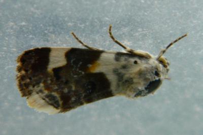 <i>Acontia lucida</i>