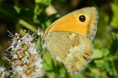 <i>Pyronia tithonus</i>