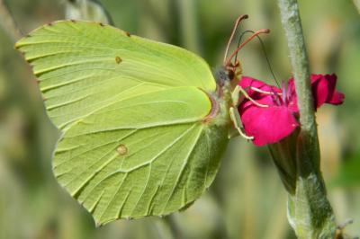 <i>Gonepteryx rhamni</i>