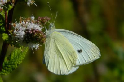 <i>Pieris brassicae</i>