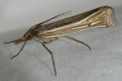 <i>Ancylolomia tentaculella</i>
