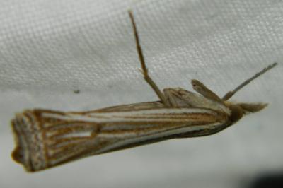 <i>Ancylolomia tentaculella</i>