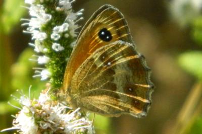 <i>Pyronia tithonus</i>