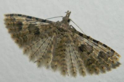 Alucitidae