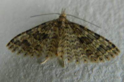 <i>Alucita hexadactyla</i>