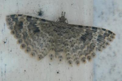 <i>Alucita hexadactyla</i>