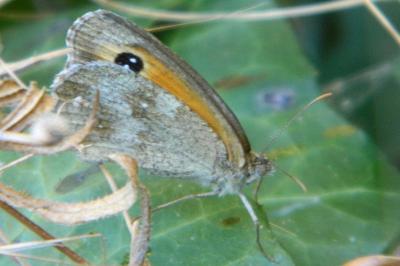 <i>Pyronia tithonus</i>