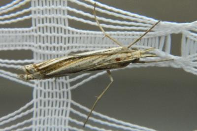 <i>Ancylolomia palpella</i>