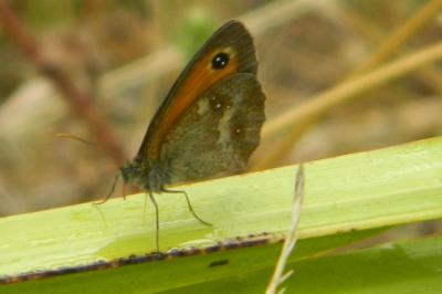 <i>Pyronia tithonus</i>