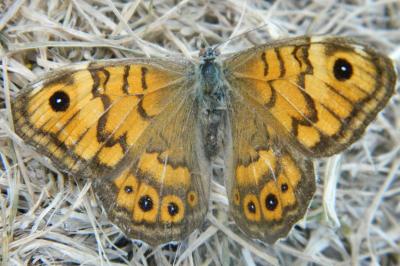 <i>Lasiommata megera</i>