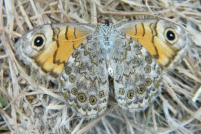 <i>Lasiommata megera</i>