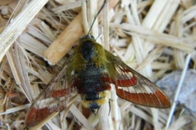 <i>Hemaris fuciformis</i>