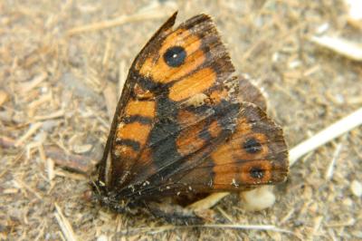 <i>Lasiommata megera</i>