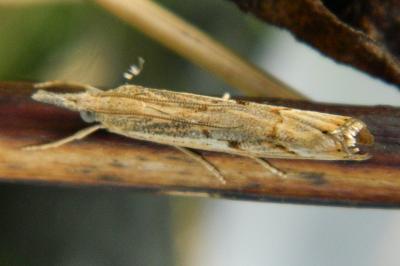 <i>Agriphila geniculea</i>