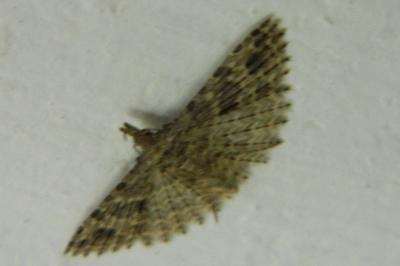 <i>Alucita hexadactyla</i>