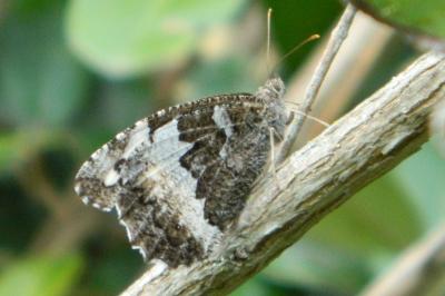 <i>Brintesia circe</i>