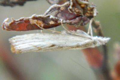 <i>Agriphila inquinatella</i>