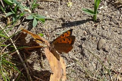 <i>Lycaena phlaeas</i>
