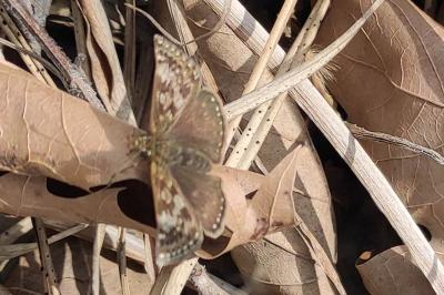 <i>Erynnis tages</i>