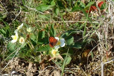 <i>Lycaena phlaeas</i>