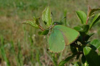<i>Callophrys rubi</i>