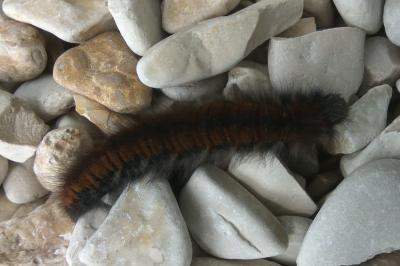<i>Macrothylacia rubi</i>