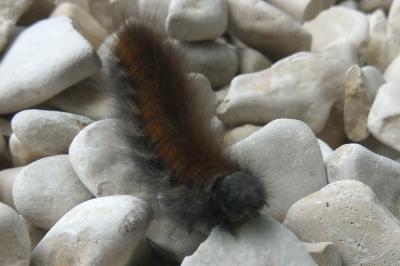 <i>Macrothylacia rubi</i>