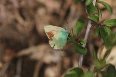 <i>Callophrys rubi</i>
