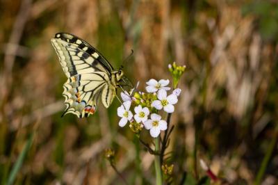 <i>Papilio machaon</i>