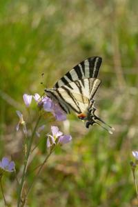 <i>Iphiclides podalirius</i>