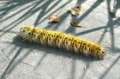 <i>Lasiocampa trifolii</i>