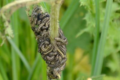 <i>Aglais urticae</i>