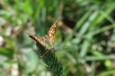 <i>Carterocephalus palaemon</i>