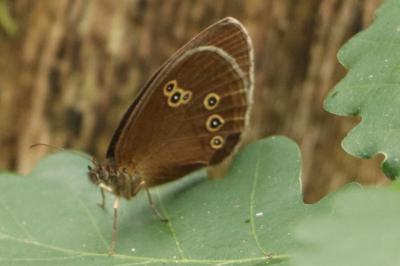 <i>Aphantopus hyperantus</i>