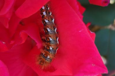 Acronicta rumicis