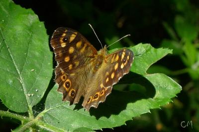 <i>Pararge aegeria</i>