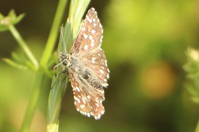 <i>Pyrgus malvae</i>