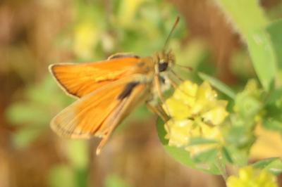 <i>Thymelicus lineola</i>