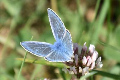 <i>Polyommatus icarus</i>