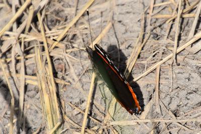 <i>Vanessa atalanta</i>