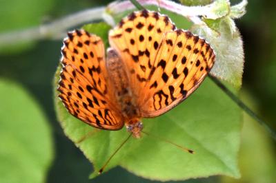 <i>Brenthis daphne</i>