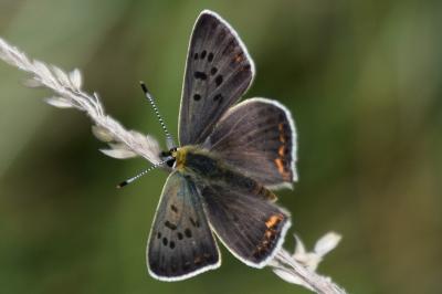 <i>Lycaena tityrus</i>