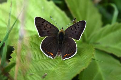 <i>Lycaena tityrus</i>