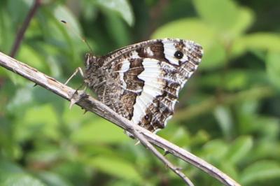 Brintesia circe