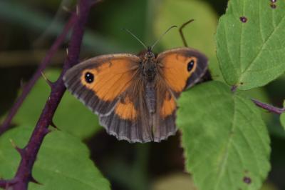 Pyronia tithonus