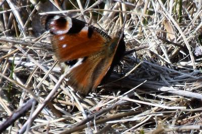 Aglais io